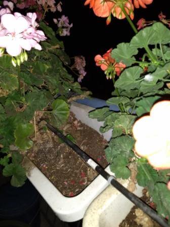 flowers and pipe with Arduino Automated Plant Watering System